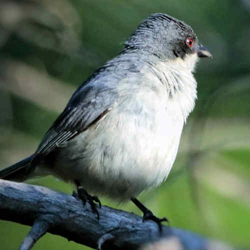 Monterita Cabeza Negra
